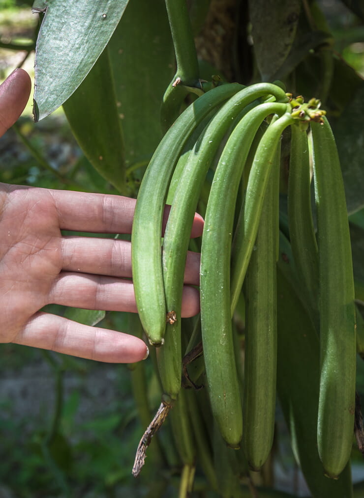 Vanilla Plant